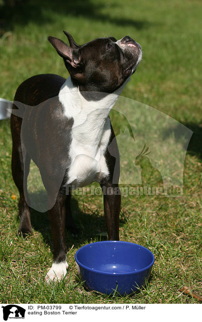 fressender Boston Terrier / eating Boston Terrier / PM-03799