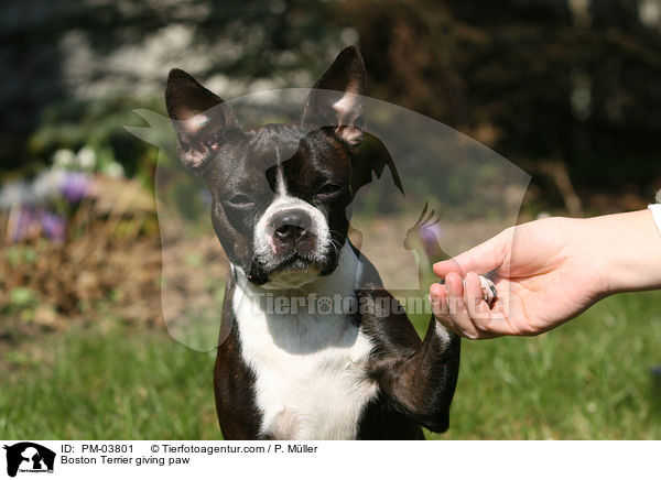 Boston Terrier gibt Pftchen / Boston Terrier giving paw / PM-03801