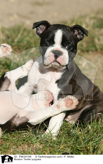Boston Terrier puppies / PM-04199