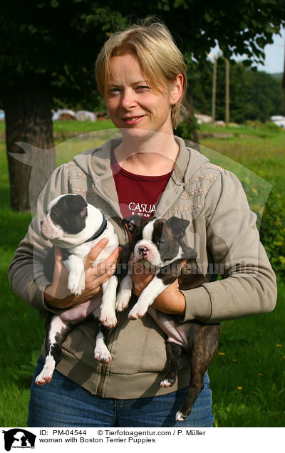 Frau mit Boston Terrier Welpen / woman with Boston Terrier Puppies / PM-04544