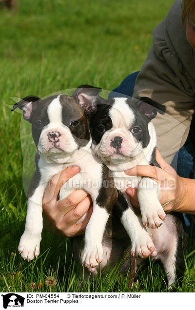 Boston Terrier Welpen / Boston Terrier Puppies / PM-04554