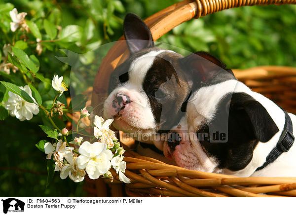 Boston Terrier Welpe / Boston Terrier Puppy / PM-04563