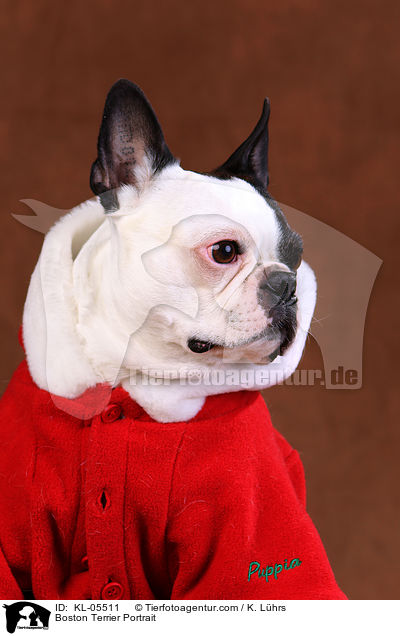 Boston Terrier Portrait / Boston Terrier Portrait / KL-05511