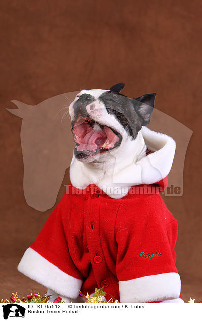Boston Terrier Portrait / Boston Terrier Portrait / KL-05512