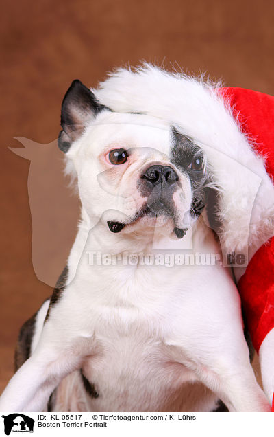 Boston Terrier Portrait / KL-05517