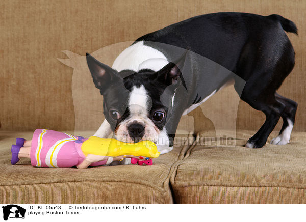 spielender Boston Terrier / playing Boston Terrier / KL-05543