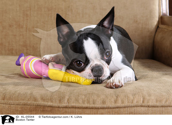 Boston Terrier / Boston Terrier / KL-05544