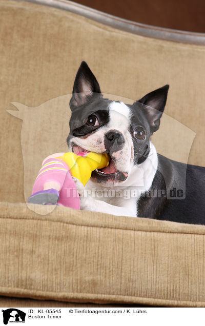 Boston Terrier / Boston Terrier / KL-05545