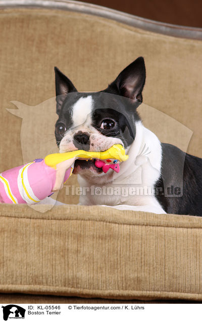 Boston Terrier / Boston Terrier / KL-05546