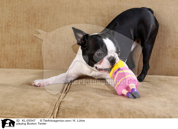 spielender Boston Terrier / playing Boston Terrier / KL-05547