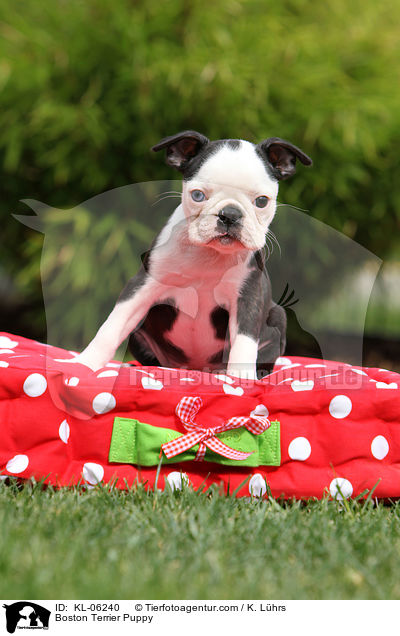 Boston Terrier Welpe / Boston Terrier Puppy / KL-06240