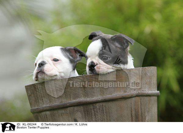 Boston Terrier Welpen / Boston Terrier Puppies / KL-06244