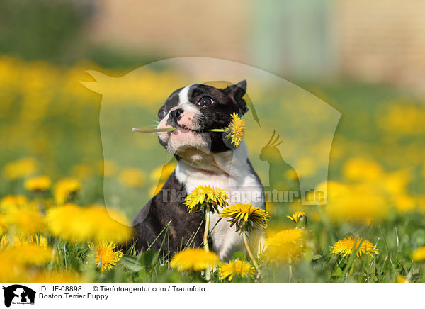 Boston Terrier Puppy / IF-08898