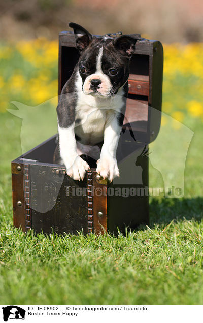 Boston Terrier Welpe / Boston Terrier Puppy / IF-08902