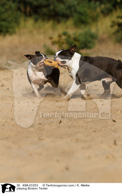 playing Boston Terrier / KMI-03353