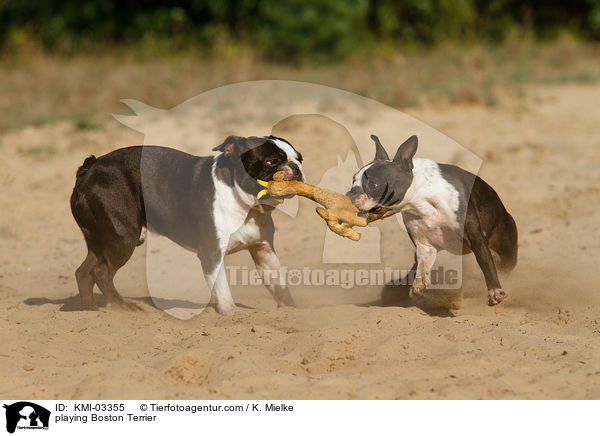 playing Boston Terrier / KMI-03355