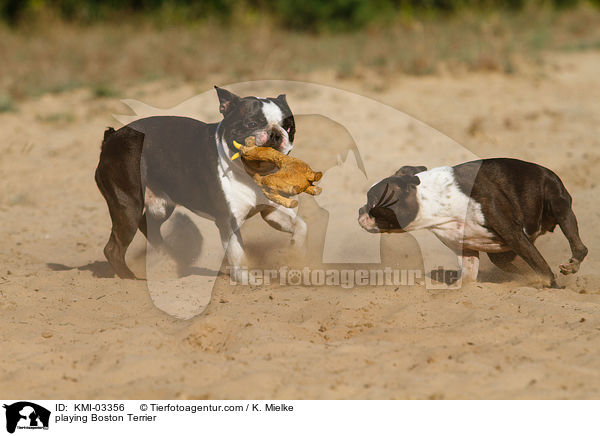 playing Boston Terrier / KMI-03356