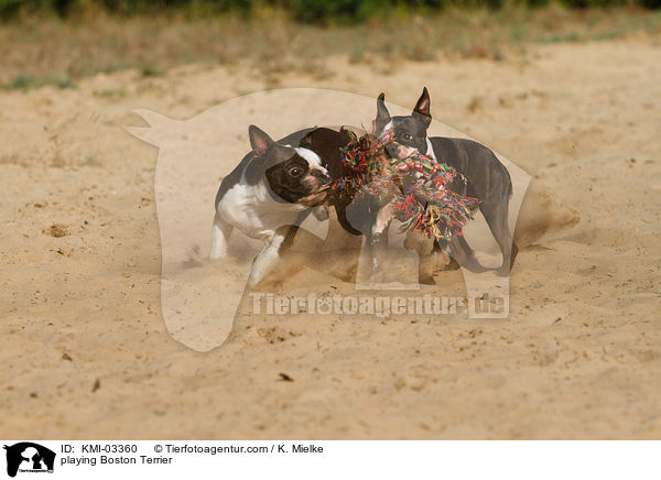 playing Boston Terrier / KMI-03360