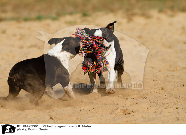 playing Boston Terrier / KMI-03361
