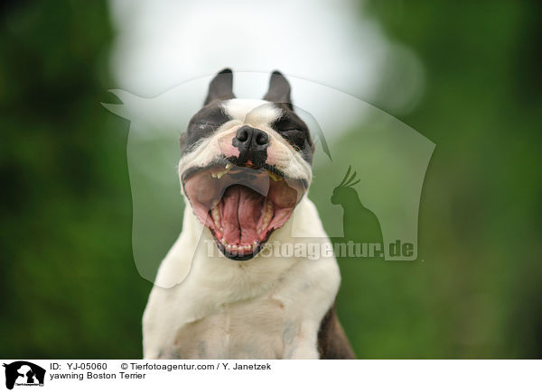 ghnender Boston Terrier / yawning Boston Terrier / YJ-05060