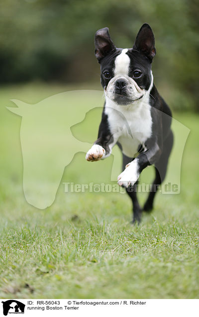running Boston Terrier / RR-56043