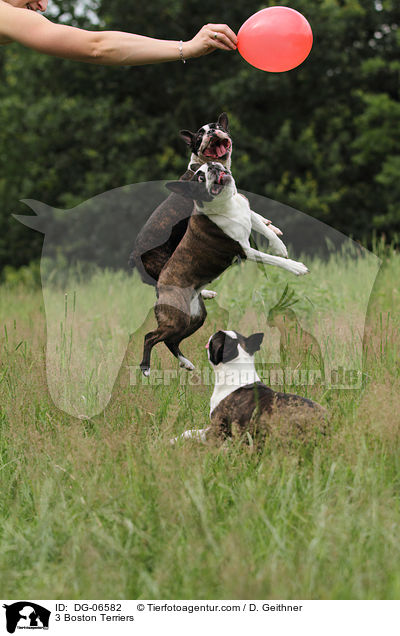 3 Boston Terriers / DG-06582
