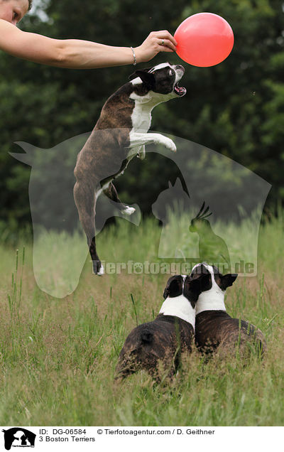 3 Boston Terriers / DG-06584