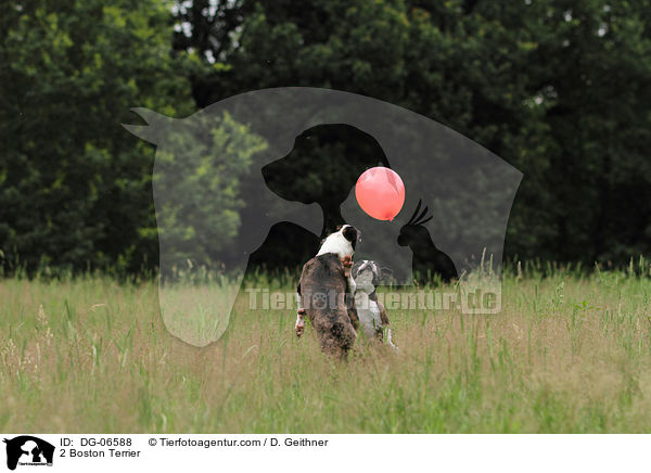 2 Boston Terrier / DG-06588
