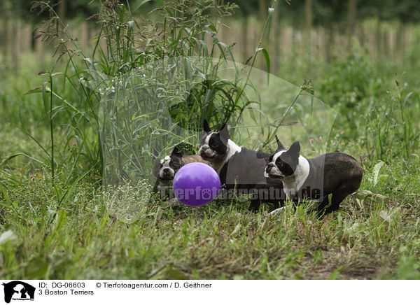 3 Boston Terriers / DG-06603