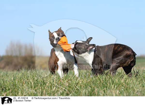 2 Boston Terrier / IF-10918