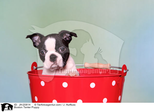 Boston Terrier Welpe / Boston Terrier Puppy / JH-20814