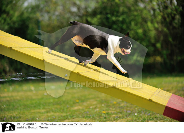 laufender Boston Terrier / walking Boston Terrier / YJ-09870