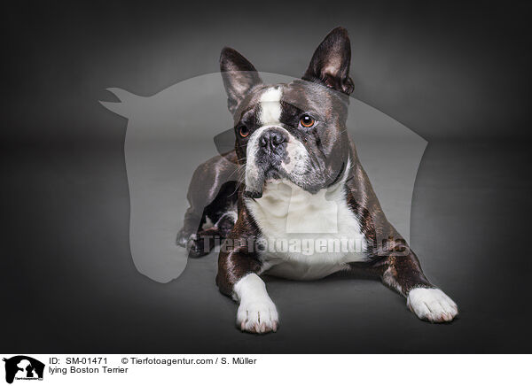 liegender Boston Terrier / lying Boston Terrier / SM-01471