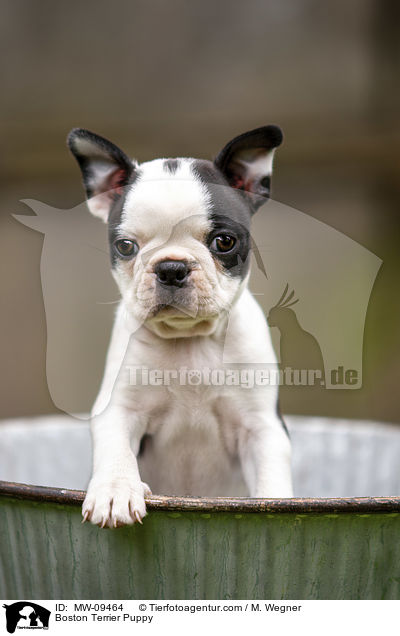 Boston Terrier Welpe / Boston Terrier Puppy / MW-09464