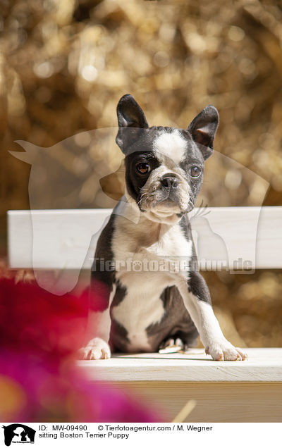 sitzender Boston Terrier Welpe / sitting Boston Terrier Puppy / MW-09490