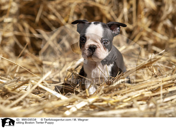 sitzender Boston Terrier Welpe / sitting Boston Terrier Puppy / MW-09538
