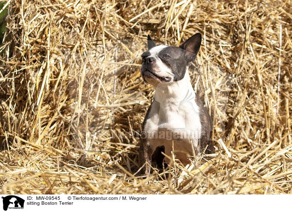 sitzender Boston Terrier / sitting Boston Terrier / MW-09545