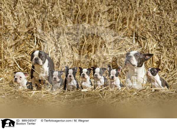 Boston Terrier / Boston Terrier / MW-09547