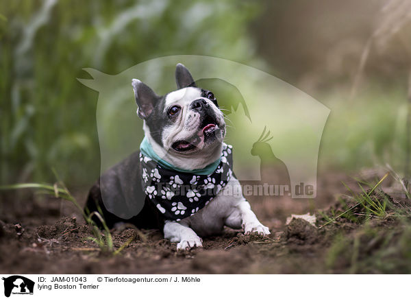 liegender Boston Terrier / lying Boston Terrier / JAM-01043