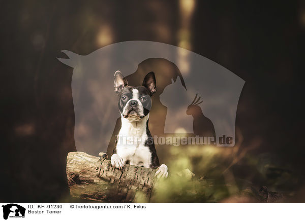 Boston Terrier / Boston Terrier / KFI-01230