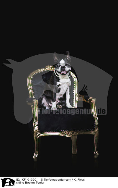 sitzender Boston Terrier / sitting Boston Terrier / KFI-01320
