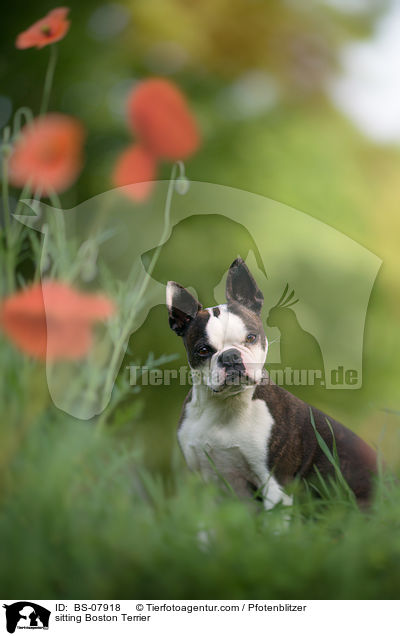 sitzender Boston Terrier / sitting Boston Terrier / BS-07918