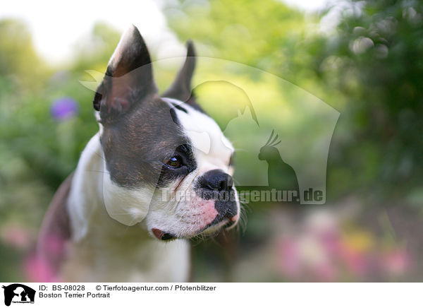 Boston Terrier Portrait / Boston Terrier Portrait / BS-08028