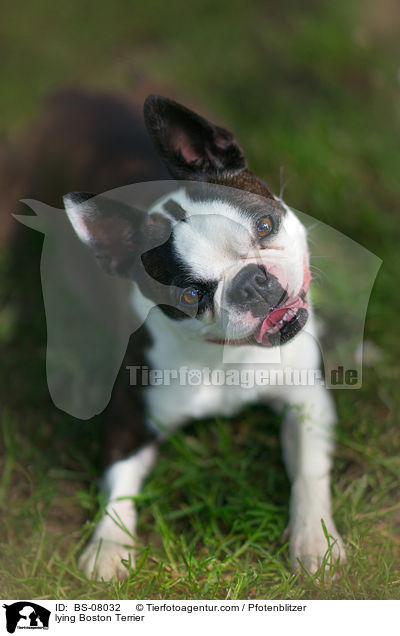 liegender Boston Terrier / lying Boston Terrier / BS-08032