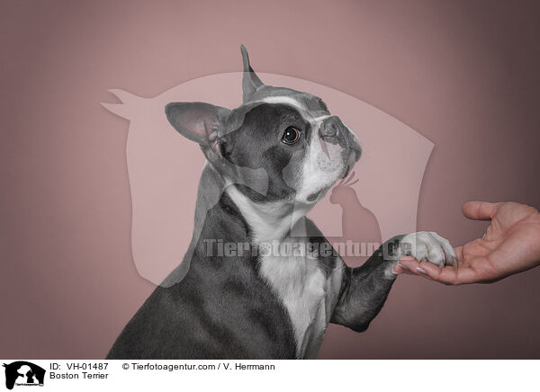 grau-weier Boston Terrier / Boston Terrier / VH-01487