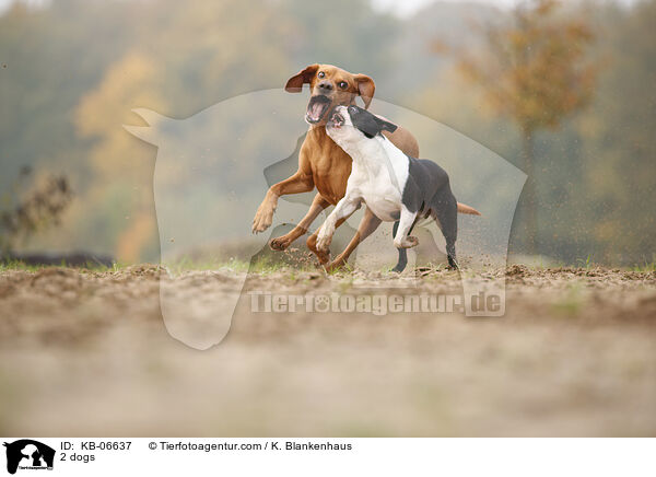 2 dogs / KB-06637