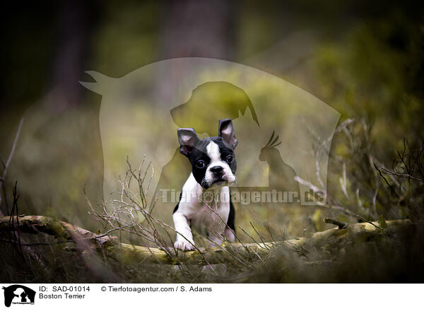 Boston Terrier / Boston Terrier / SAD-01014