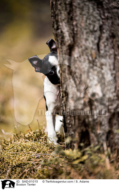Boston Terrier / SAD-01015