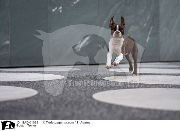 Boston Terrier / Boston Terrier / SAD-01032