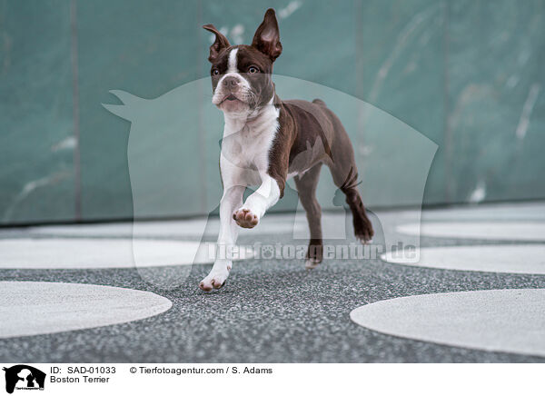 Boston Terrier / Boston Terrier / SAD-01033